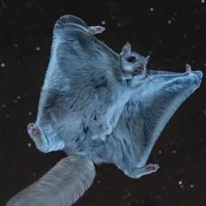 Meet your Posher, Cote